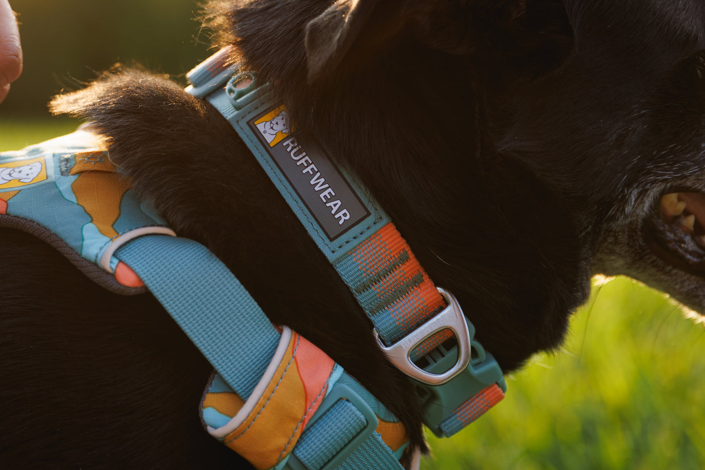 RUFFWEAR - 狗狗半身胸背帶 FRONT RANGE HARNESS (2024年新色)