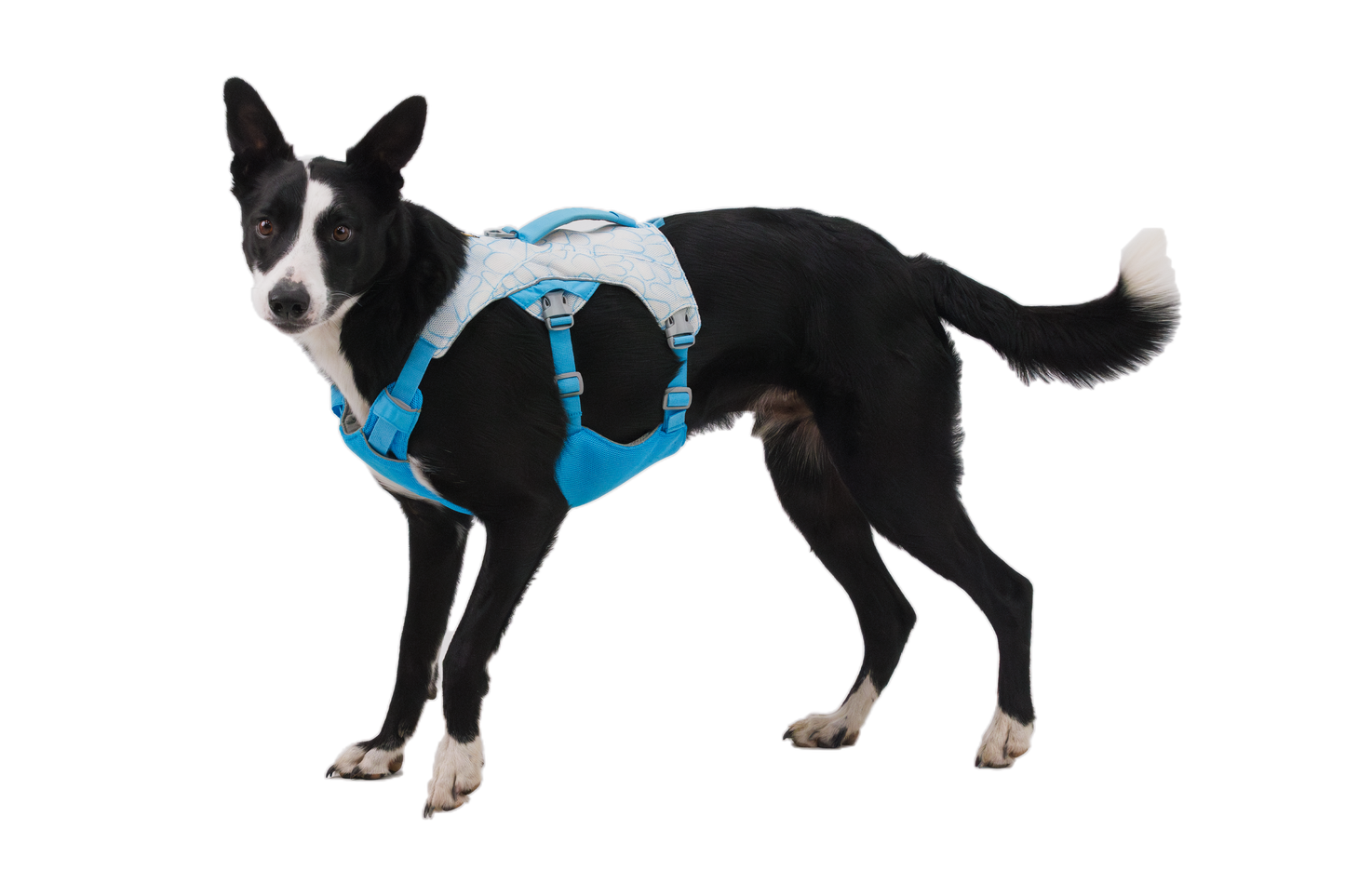 RUFFWEAR - SWAMP COOLER™ 涼涼胸帶 (2025新色) Cooling Harness