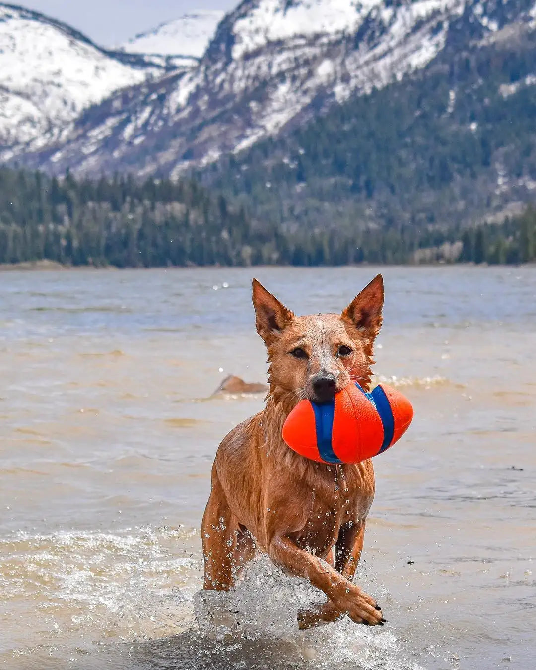 CHUCKIT - KICK FETCH® 欖球仔