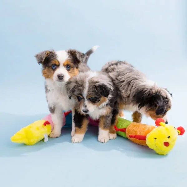 ZIPPY PAWS - Caterpillar 發聲蟲蟲(Deluxe with 7 Squeakers )