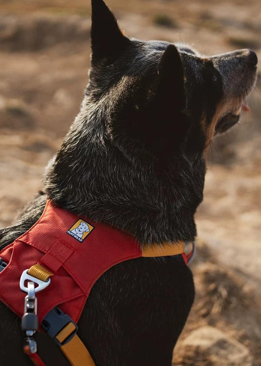 RUFFWEAR -赤岩金輝禮盒(中國代理獨家限量HI & LIGHT™ 輕巧狗狗胸背帶套裝)