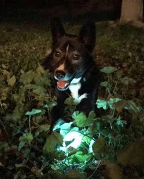 CHUCKIT -Max Glow Fetch Ball 夜光彈彈波