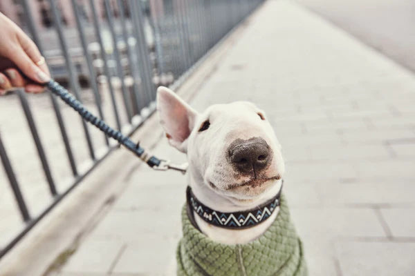 HURTTA - RAZZLE-DAZZLE 頸圈