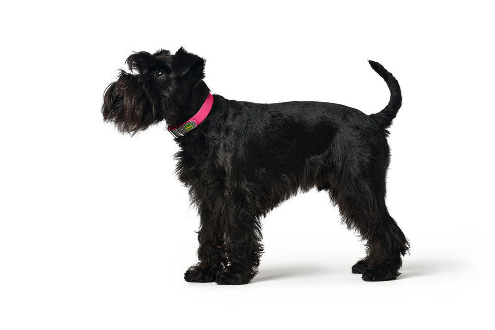 HUNTER - 防水舒適頸圈