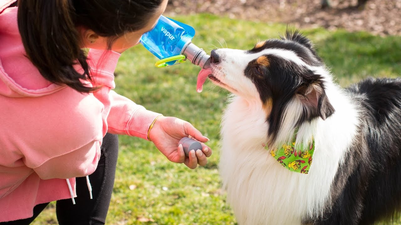 VAPUR - EZ LICK™ 可摺叠狗狗水瓶