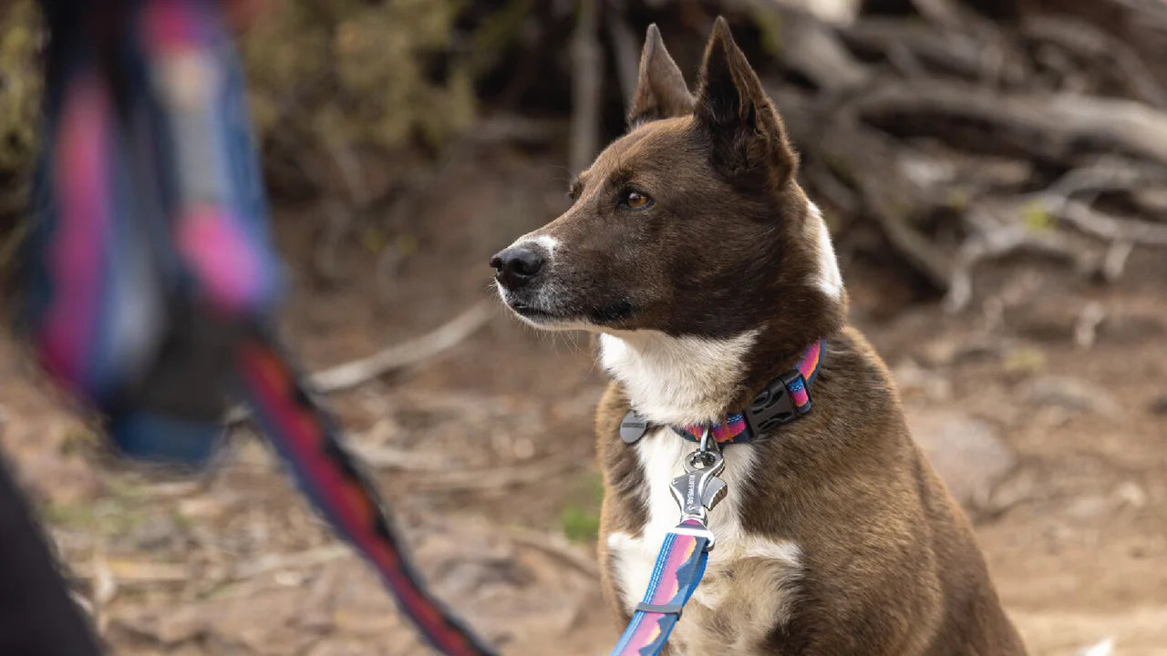 RUFFWEAR - CRAG™ REFLECTIVE EX 反光狗繩 (可調節長度)