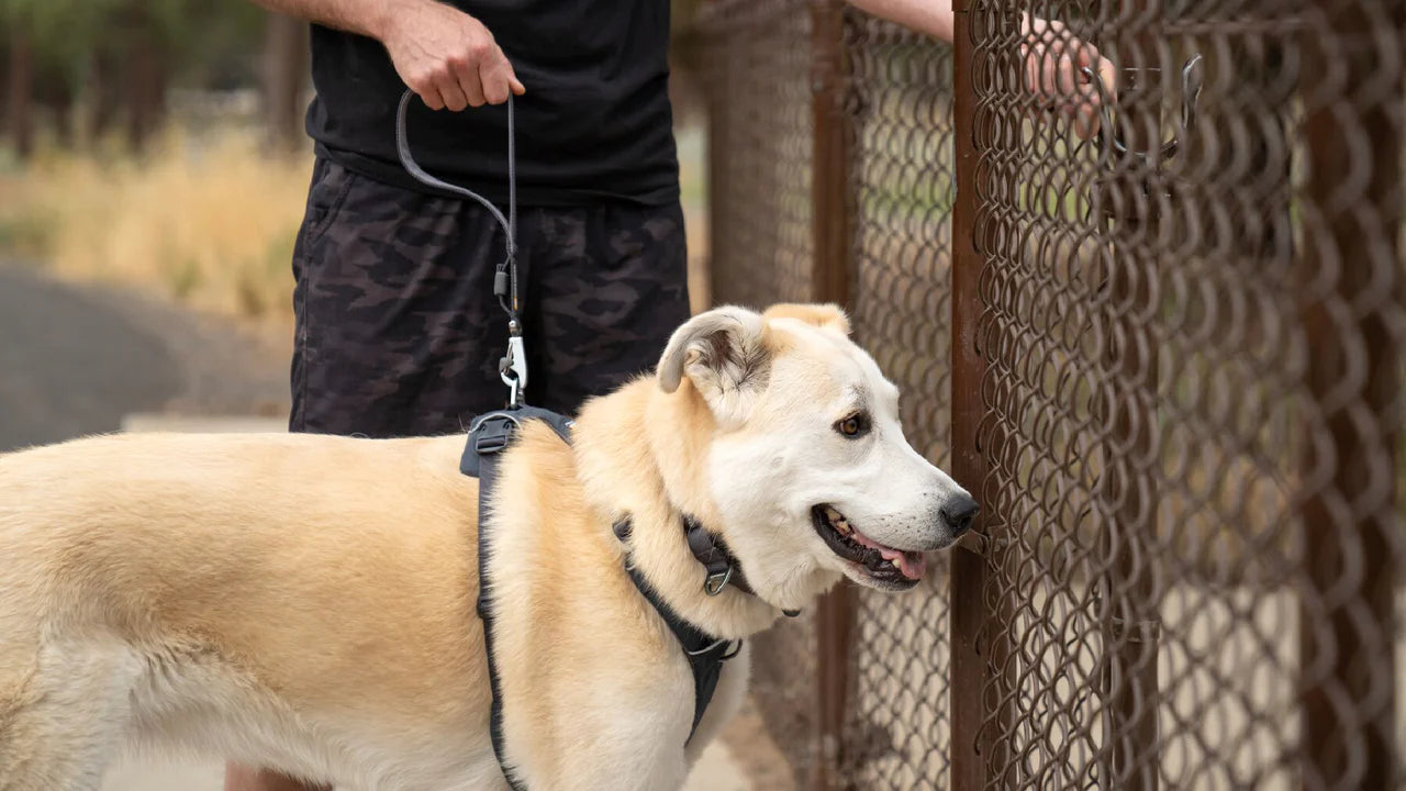 (預訂產品 Pre-Order) RUFFWEAR - FRONT RANGE™ 狗狗短牽繩帶 (2024新款）