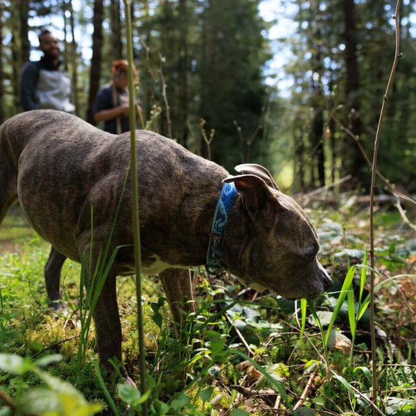 (預訂產品 Pre-Order) RUFFWEAR - CRAG™ 反光狗狗頸圈