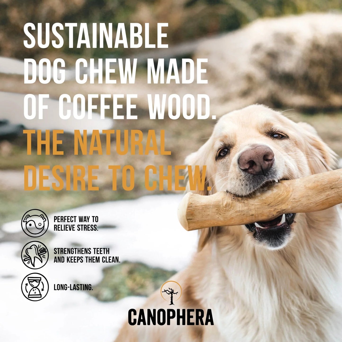 CANOPHERA - 咖啡木