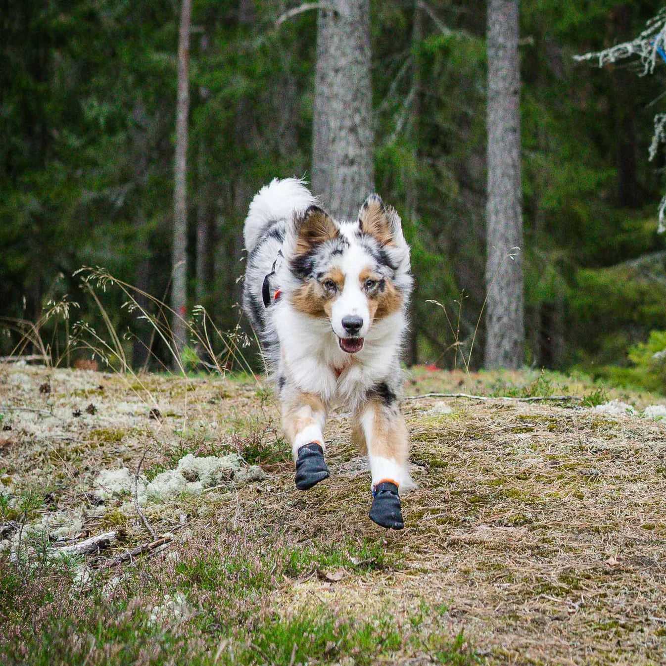 (Pre-Order) NON-STOP DOGWEAR- Protector bootie
